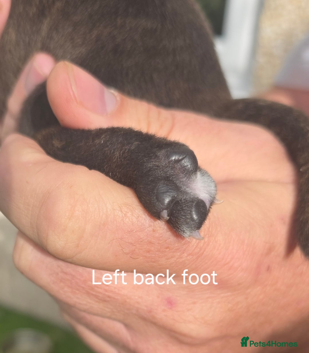 Staffordshire Bull Terrier dogs for sale: Stunning KC Staffs Very Unique colours - Image 27