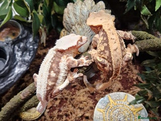 Gecko reptiles Breeding pair of crested geckos with set up - Advert 1