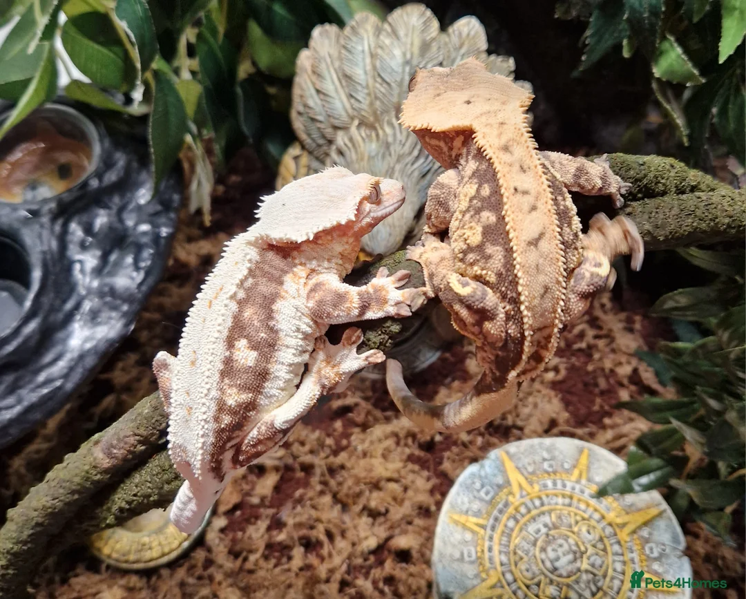 Gecko reptiles for sale: Breeding pair of crested geckos with set up - Advert 1