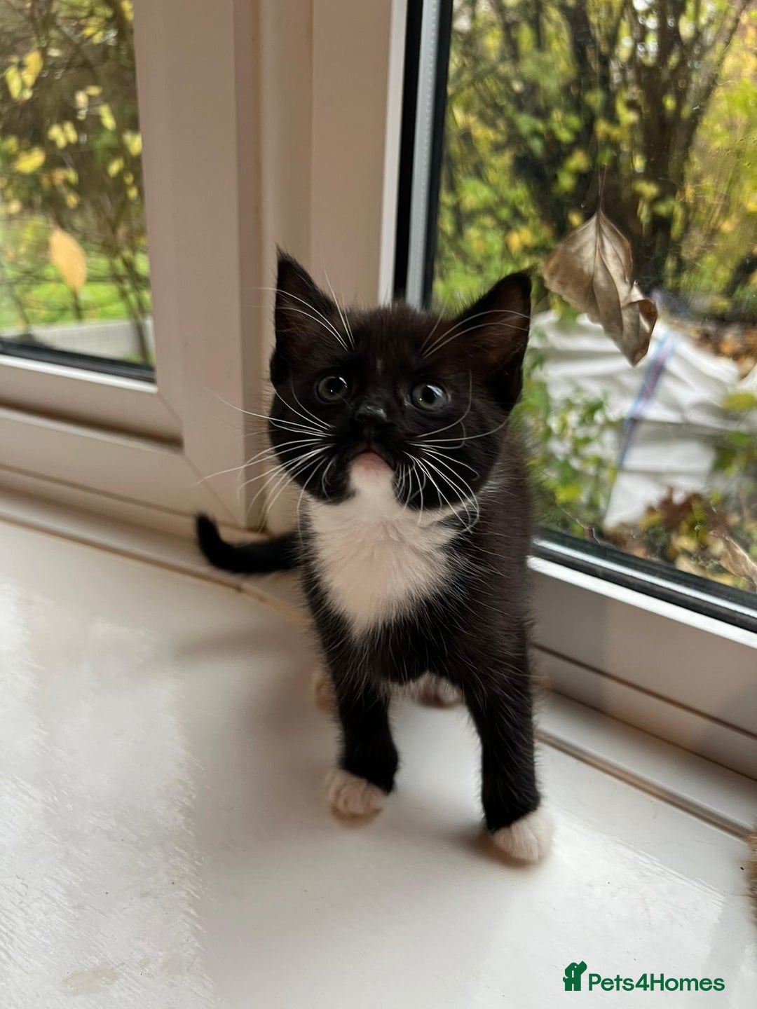 Maine Coon cats for sale: Little Half Main Coons - Advert 32