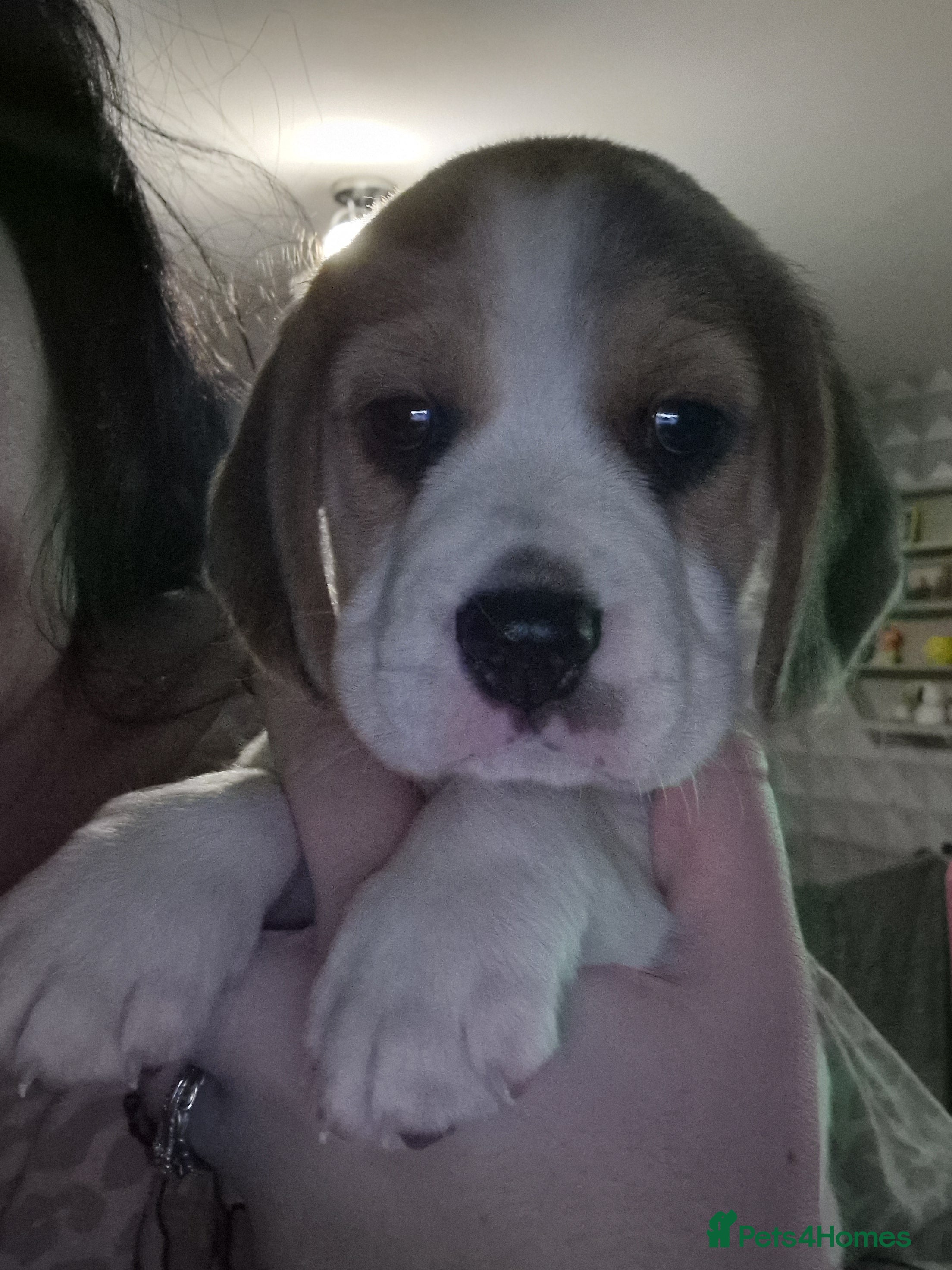 Beagle dogs Beagle Babies - Advert 1