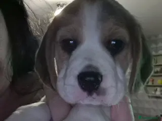 Beagle dogs Beagle Babies - Advert 1