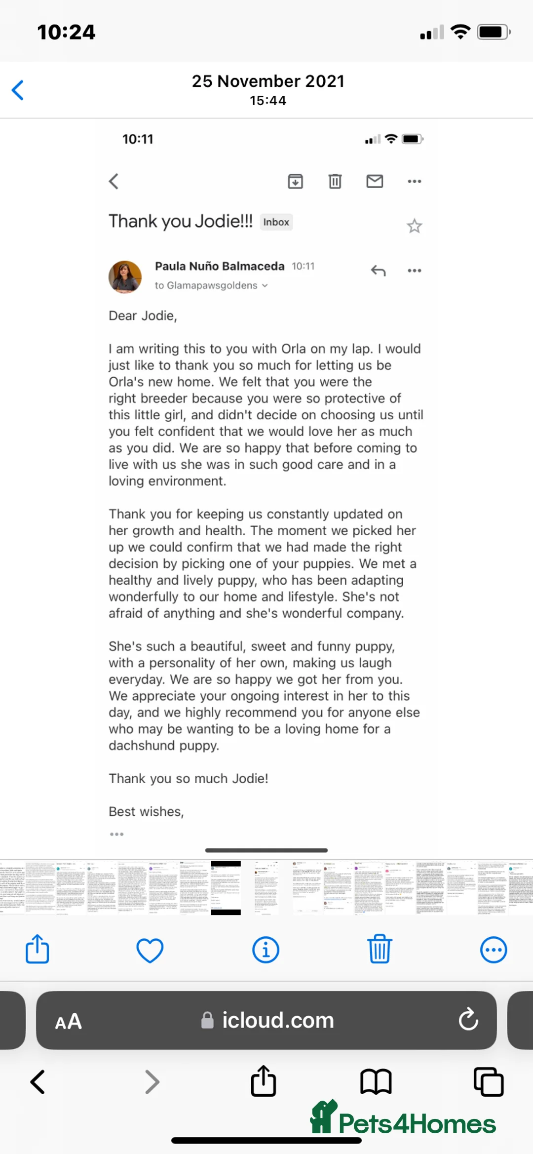 Miniature Dachshund dogs for sale: BEAUTIFUL PRA CLEAR & KC REG MINIS - Advert 31