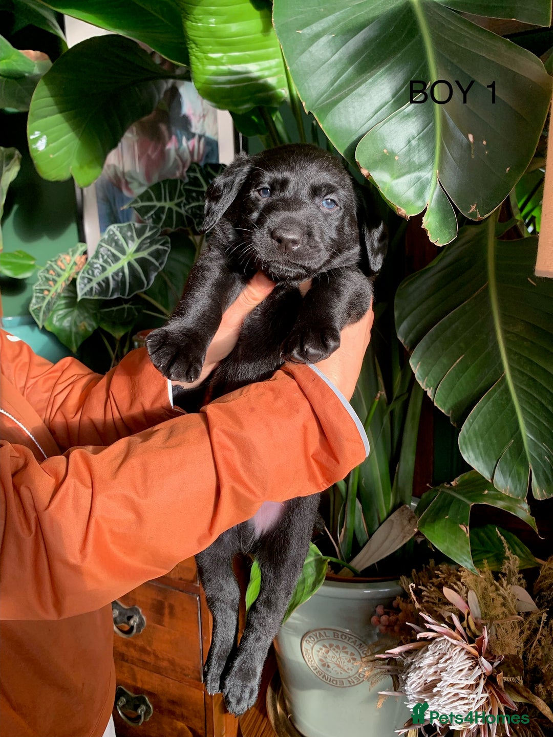 Labrador Retriever dogs for sale: Gorg KC reg labradors with amazing lineage - Advert 26