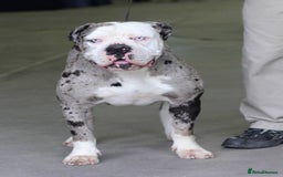Alapaha Blue Blood Bulldog dogs for sale: IABBR. Health tested. Top lines.  - Advert 21