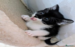 Mixed Breed cats for sale: healthy, fluffy and happy girls  - Image 6