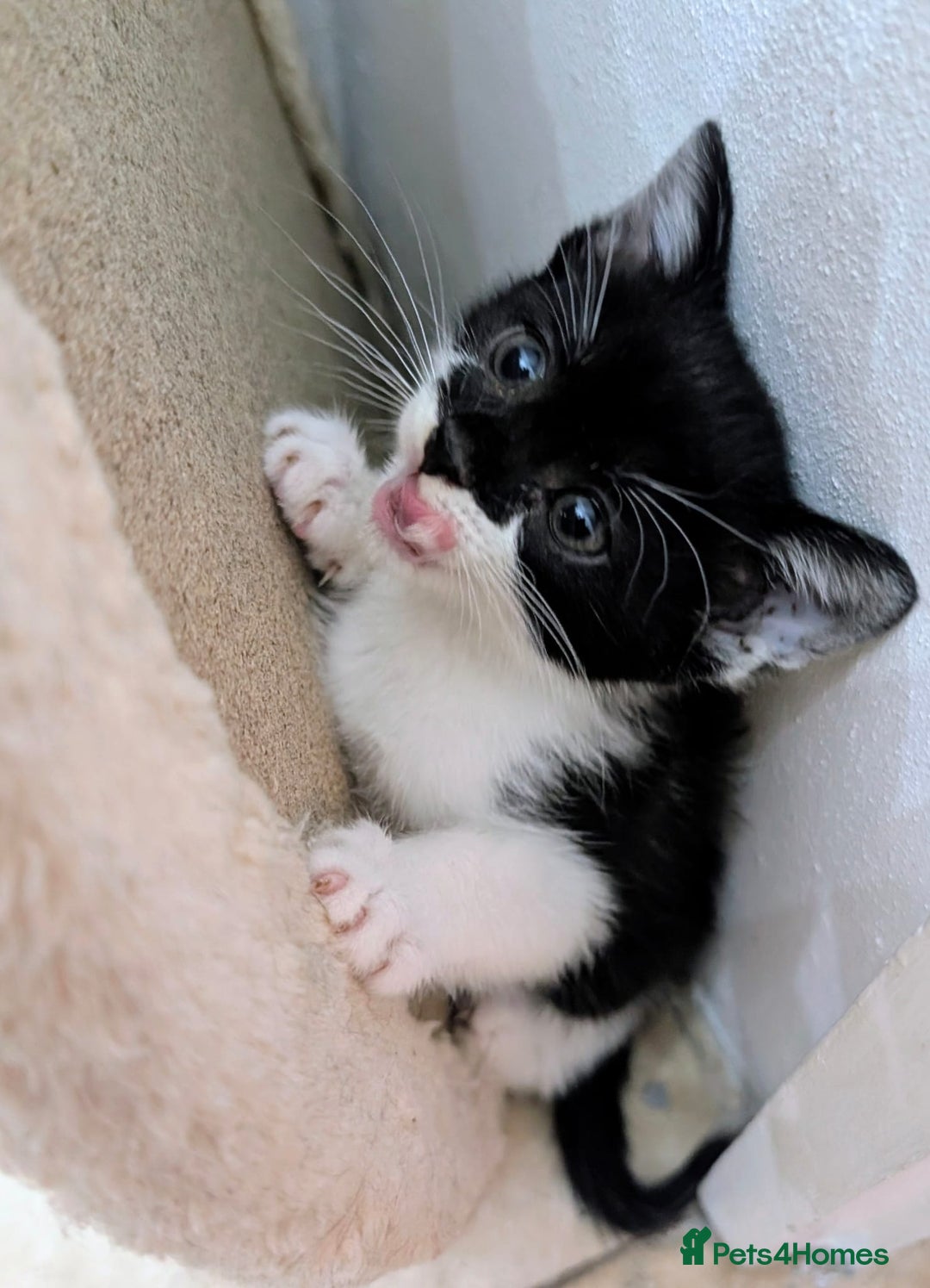 Mixed Breed cats for sale: healthy, fluffy and happy girls  - Image 6