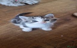 Persian cats for sale: Five loveable Persian kittens  - Image 12