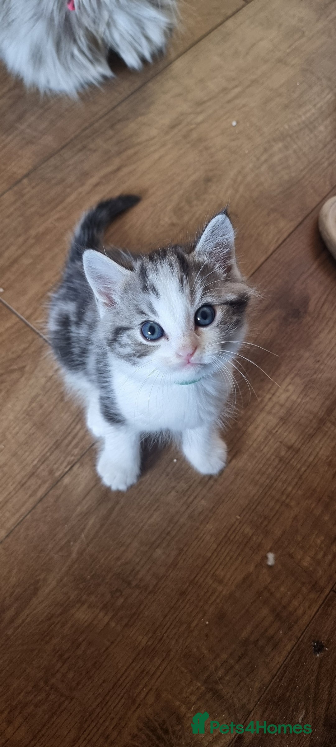Persian cats for sale: Five loveable Persian kittens  - Image 12