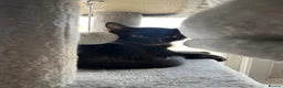 Domestic Shorthair cats for sale: Solid black kitten for sale in Bexhill-on-Sea - Advert 5