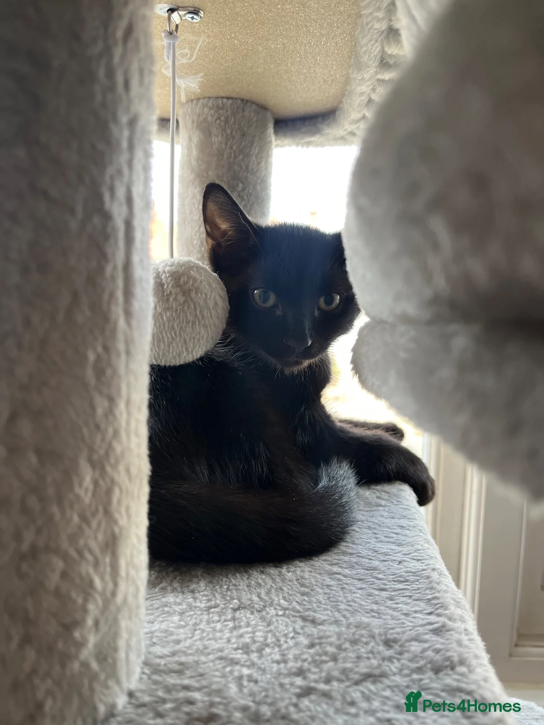 Domestic Shorthair cats for sale: Solid black kitten for sale in Bexhill-on-Sea - Advert 5