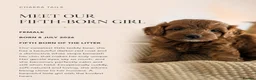 Cockapoo dogs for sale: 1 female Cockerpoo fully vaccinated  - Advert 38