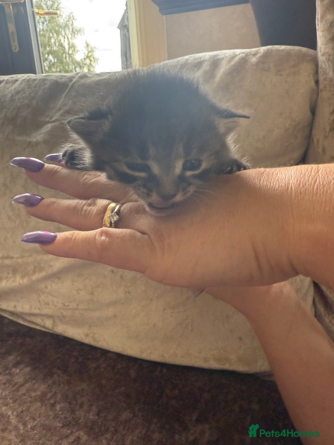 Mixed Breed cats for sale: Much loved and spoiled kittens  - Image 6