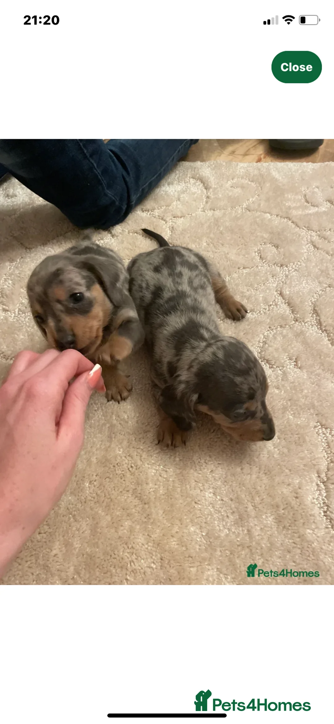 Dachshund dogs for stud: K.C reg. long hair dapple dachshund for STUD - Advert 3
