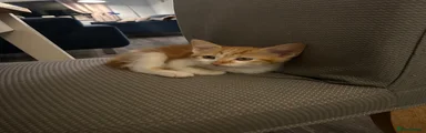 Mixed Breed 4