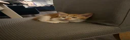 Mixed Breed cats for sale: Beautiful kitten looking for forever home  - Advert 5