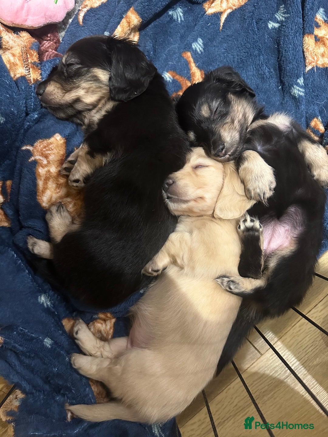 Miniature Dachshund dogs for sale: Miniature Long Haired Dachshund  - Advert 6