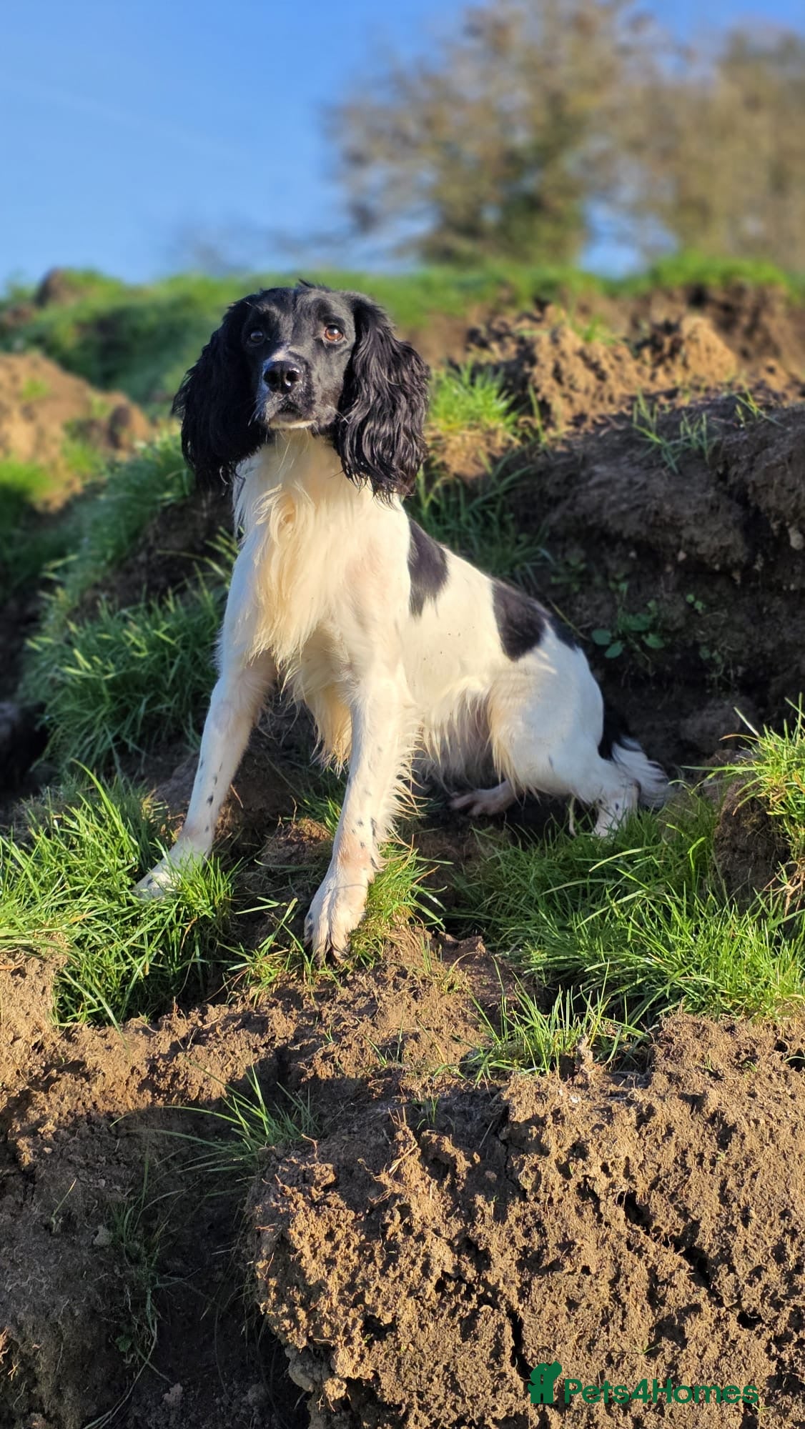English Springer Spaniel dogs Ray, our black and white stud dog, HEALTH TESTED - Advert 2