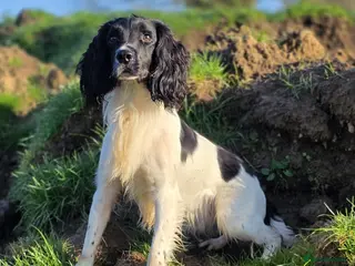 English Springer Spaniel dogs Ray, our black and white stud dog, HEALTH TESTED - Advert 11