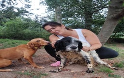 English Setter dogs for adoption: Tae   - Image 5
