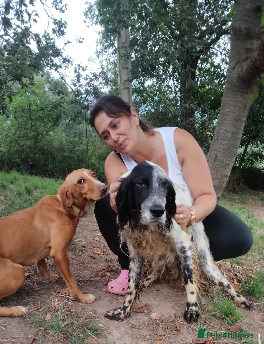 English Setter dogs for adoption: Tae   - Advert 6