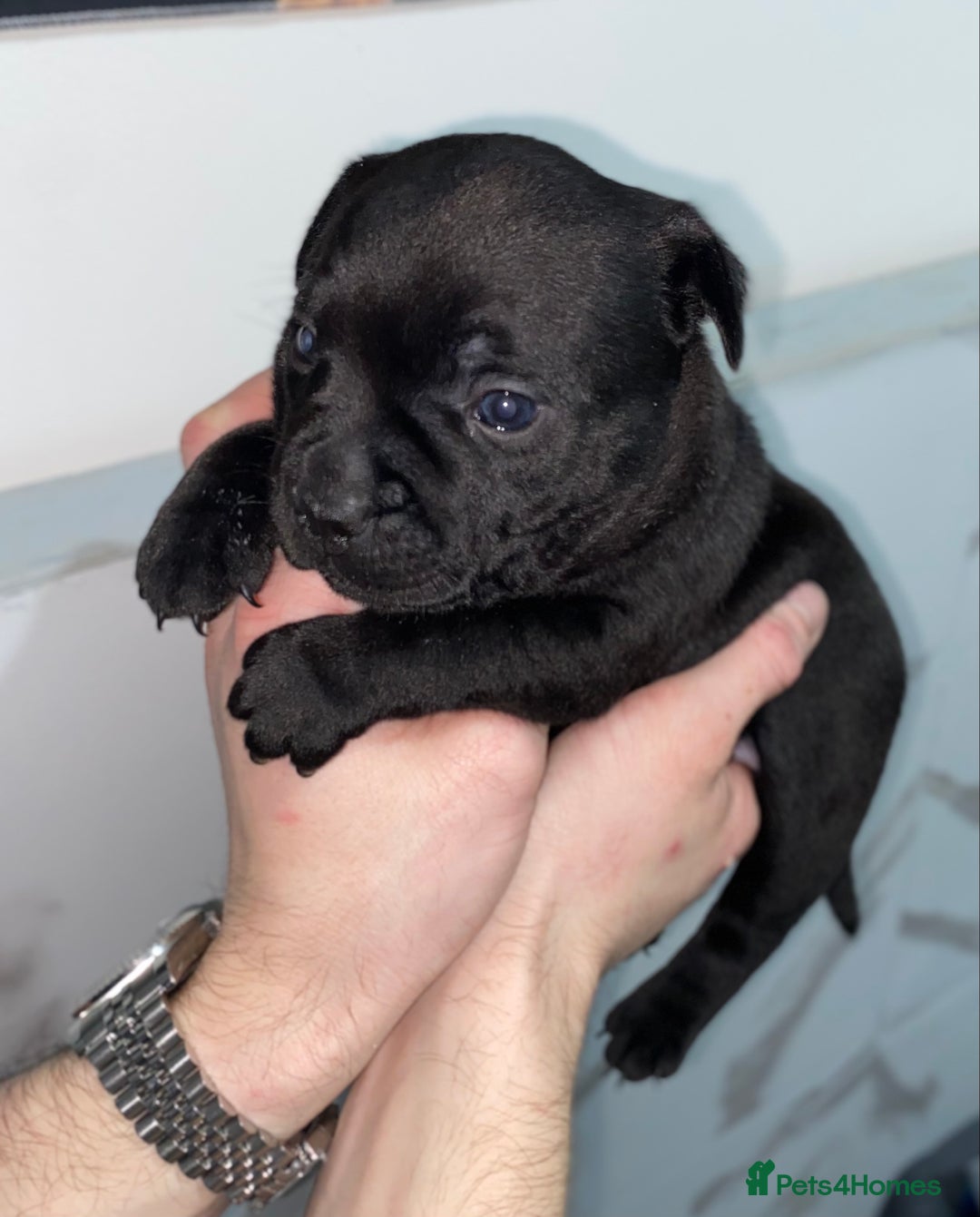 Staffordshire Bull Terrier dogs for sale: Full black Show Quality Staffy pups (Kassius Pup)  - Advert 17
