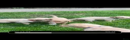 Cockerdor dogs for sale: Stunning Cockerdor puppies - Advert 5