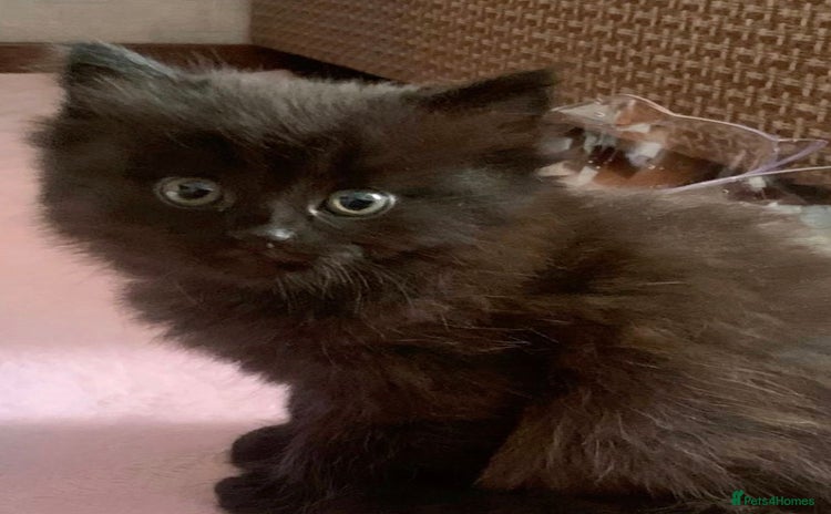 Mixed Breed cats - Advert 1