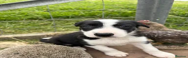 Border Collie 4