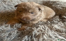 German Shepherd dogs for sale: Isabella German shepherd puppies - Image 2