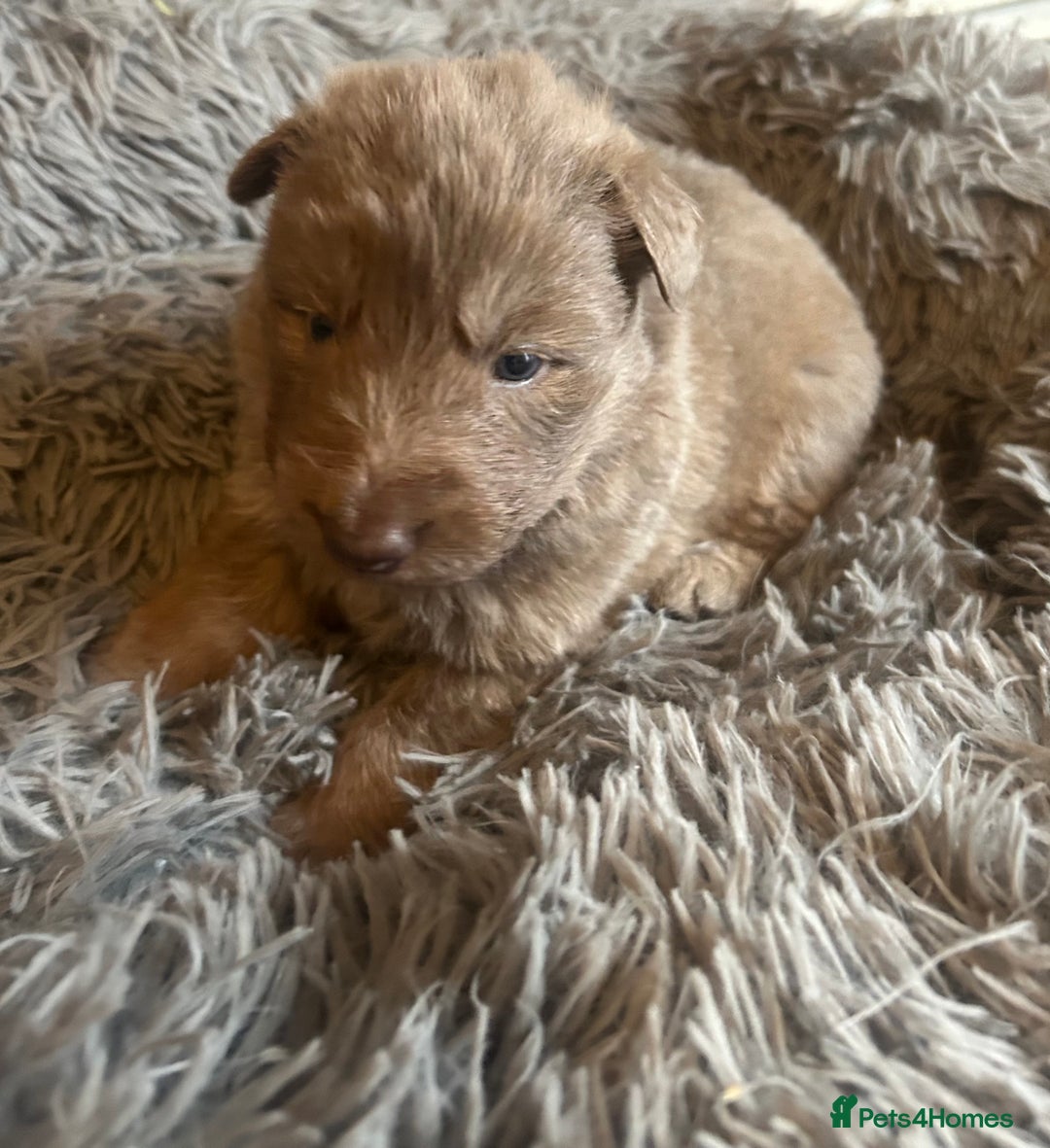 German Shepherd dogs for sale: Isabella German shepherd puppies - Image 2
