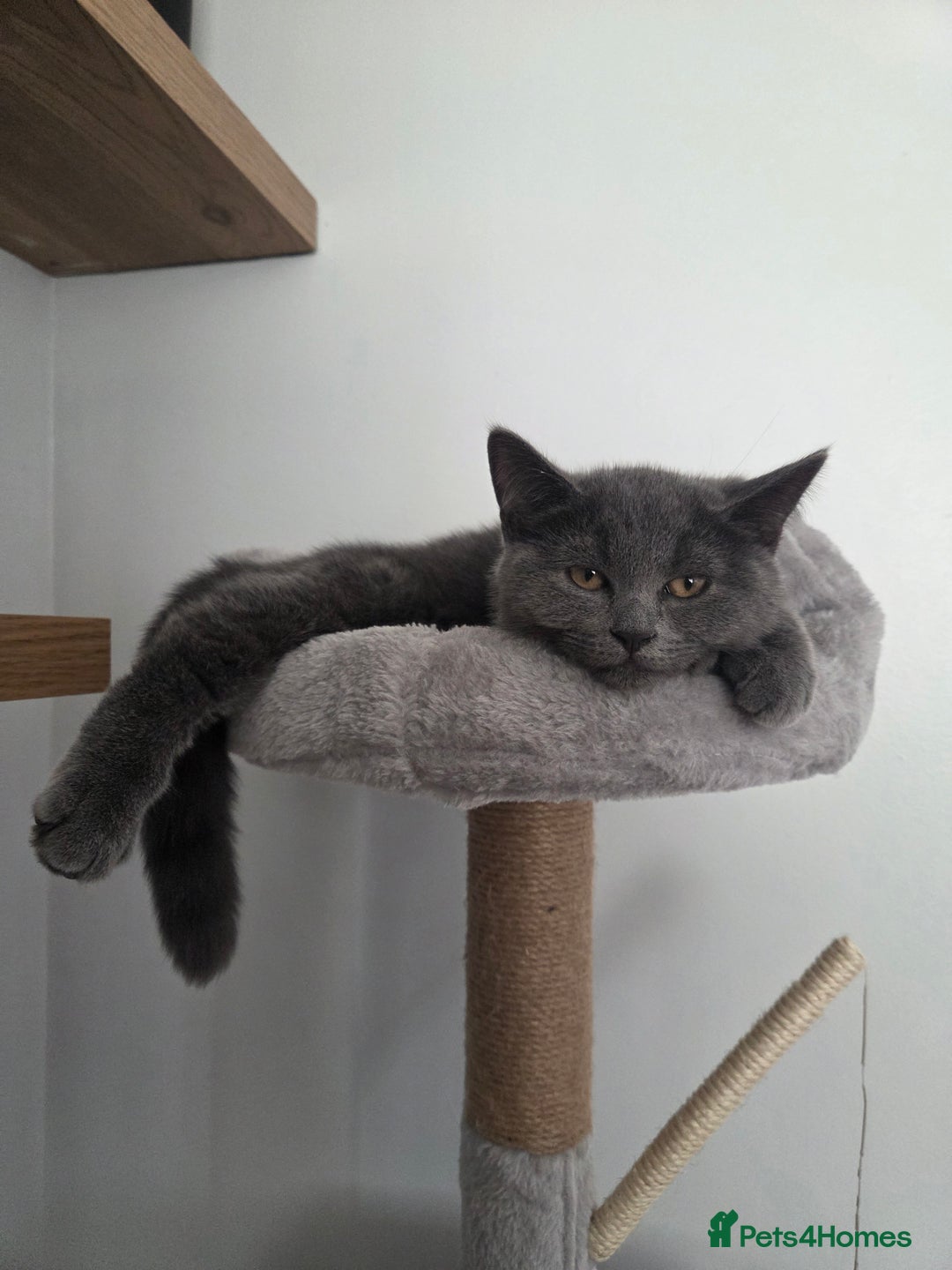 British Shorthair cats for sale: ☆ 6month male british shorthair kitten ☆ - Advert 6