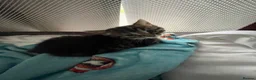 Mixed Breed cats for sale: Black&Silver Bengal mix  - Advert 3