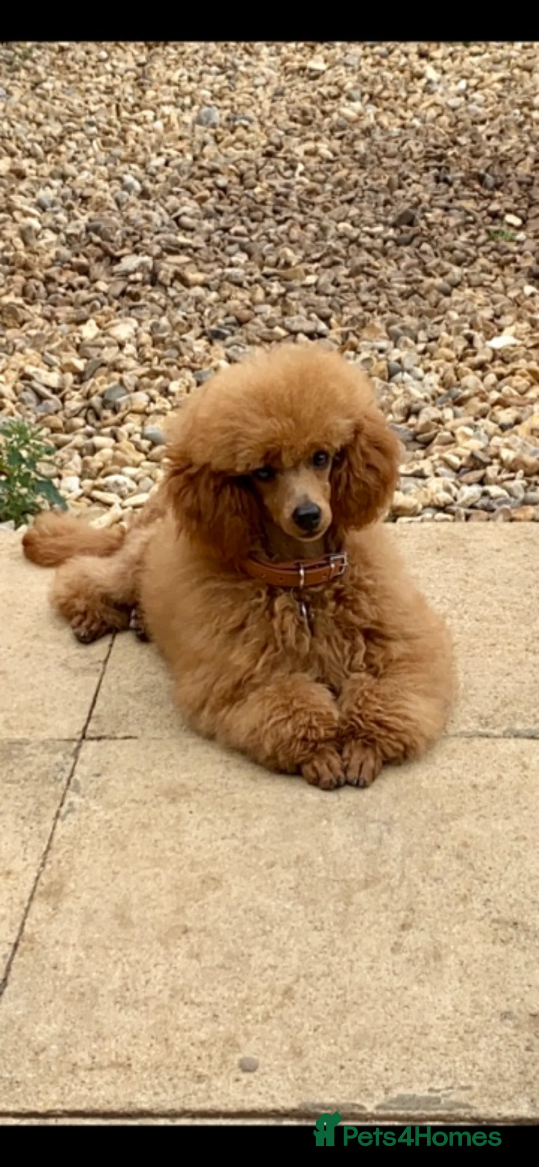 Toy Poodle dogs for stud: Kc Reg, full health tested stunning toy poodle  in Waterlooville - Advert 2