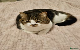 Mixed Breed cats for sale: Beautiful tabby girl - Image 1
