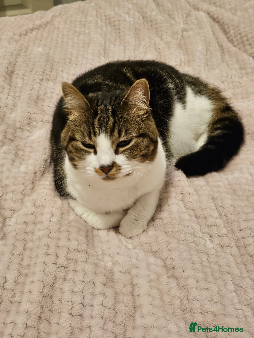 Mixed Breed cats for sale: Beautiful tabby girl - Image 1