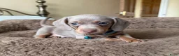 Miniature Dachshund dogs for sale: Beautiful Miniature Dachshund puppies - Advert 4