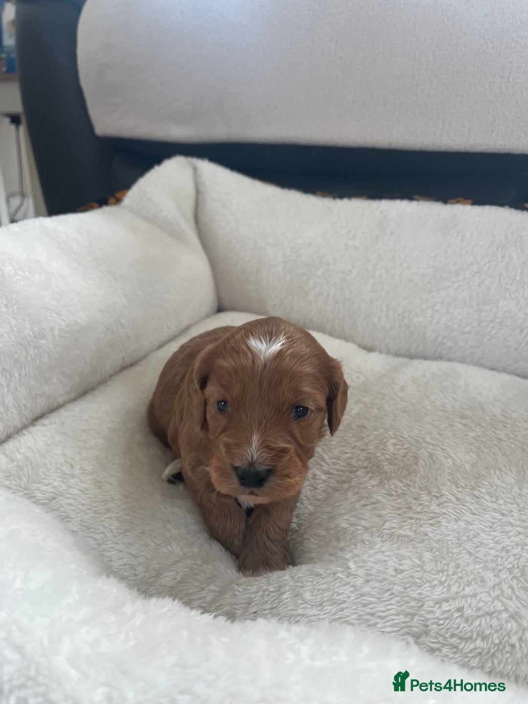 Cockapoo dogs for sale: Gorgeous cockapoo puppies for sale - Advert 12
