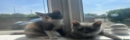 British Shorthair cats for sale: 4 kittens for sale - Advert 3