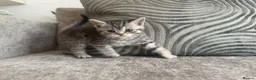British Shorthair cats for sale: SILVER TABBY BRITISH SHORT HAIR  - Advert 6