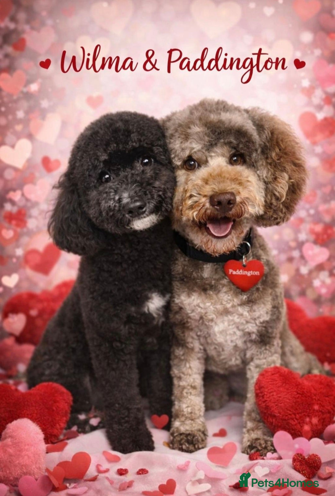 Poochon dogs Miniature poochon puppies  - Advert 1