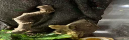 Gecko reptiles for sale: Crested gecko in Maidstone - Advert 3