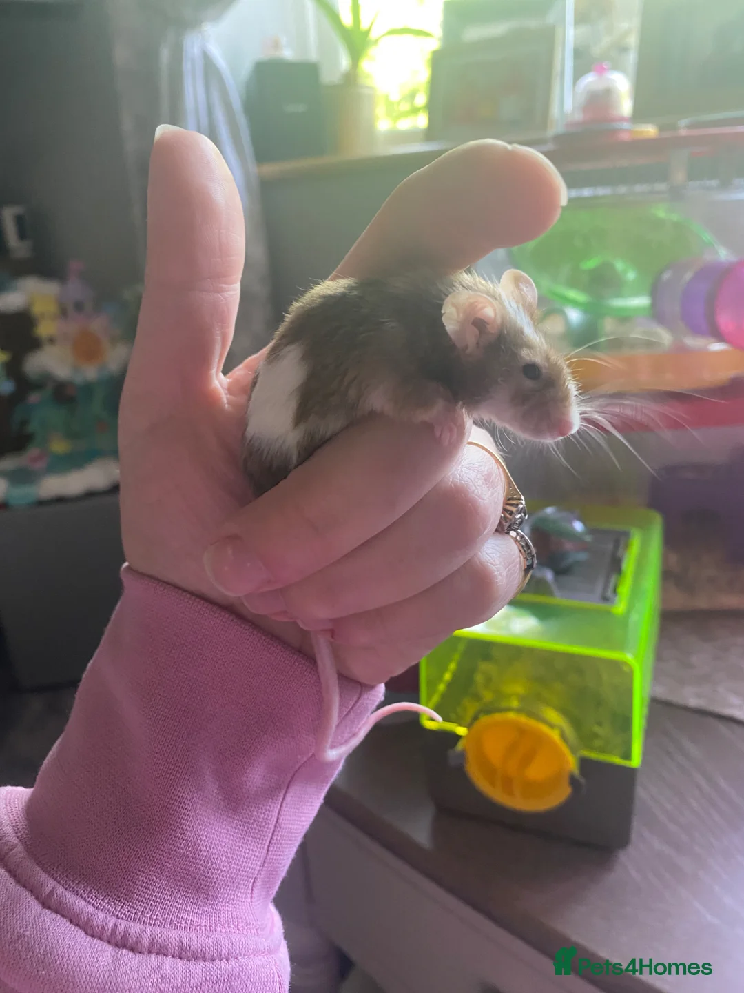 Mouse rodents for sale: Mouse in Sittingbourne - Advert 1