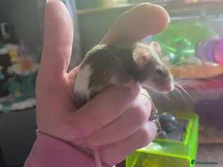 Mouse rodents Mouse - Advert 7