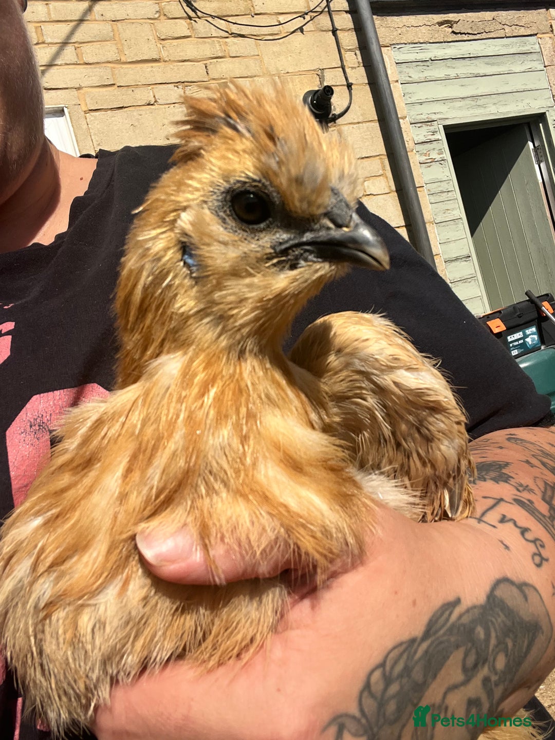 Chickens poultry for sale: Silkie POL - Image 5