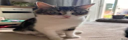 Mixed Breed cats for sale: 3 adorable kittens for sale - Advert 13