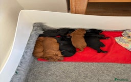 Cocker Spaniel dogs for sale: The most gorgeous litter of tiny cocker spaniels - Image 4
