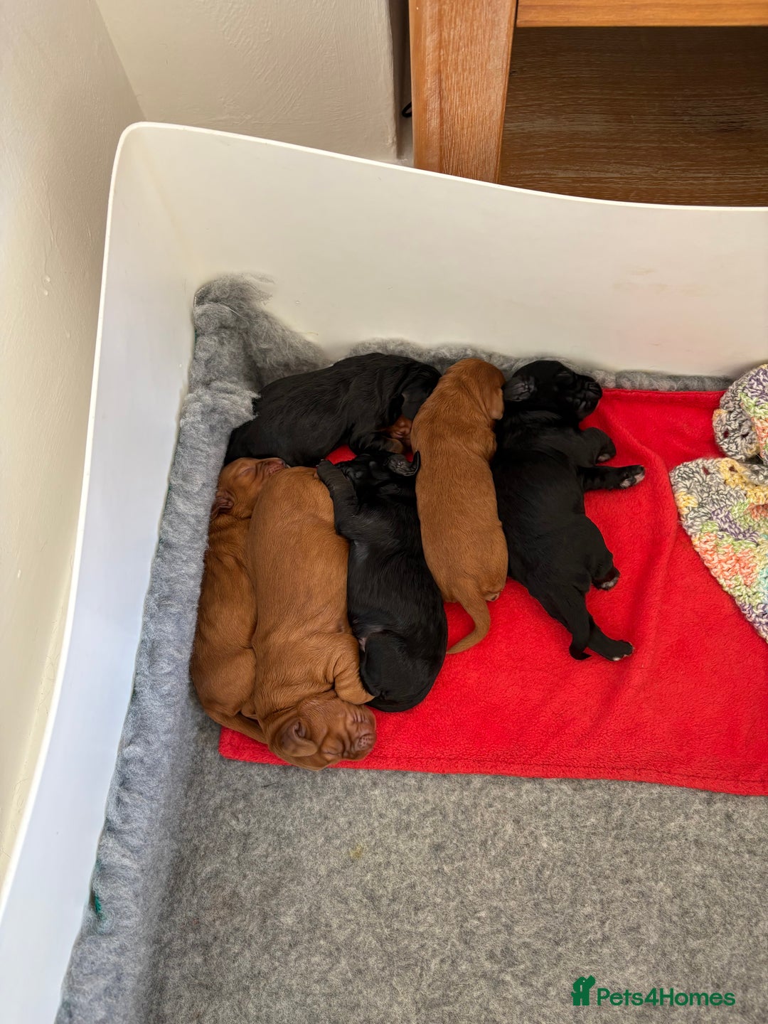 Cocker Spaniel dogs for sale: The most gorgeous litter of tiny cocker spaniels - Image 4