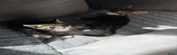 Mixed Breed cats for sale: Beautiful playful kittens ready for loving homes - Advert 7