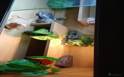 Bearded Dragon reptiles for sale: Sandstorm  - Image 2